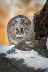 Bobcat (Lynx rufus) Stalks Forward