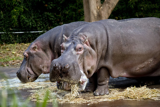 hippos eating