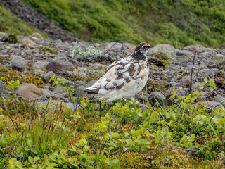 Iceland, ptarmigan