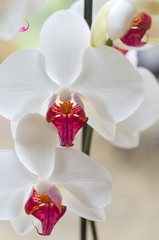 head of white and red orchid, phalaenopsis, natural background - 162787278
