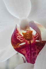 Macro flower red and white orchid, Orchid flower bud closeup - 162787281