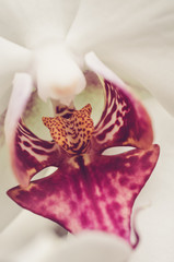 extreme detail of white and red orchid - 162787285