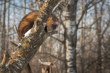 Fisher (Martes pennanti) Peers Out Under Branch