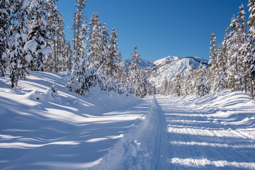 Snow covered road leads through a winter forest