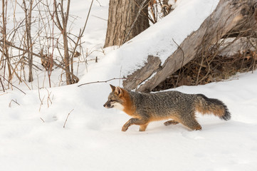 Grey Fox (Urocyon cinereoargenteus) Stalks Left Through Snow
