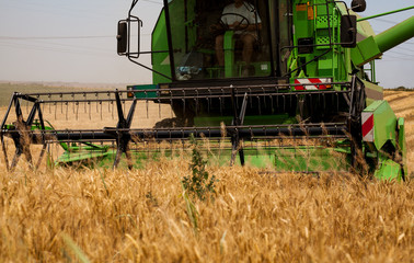 Fototapeta na wymiar Combine harvester agriculture machine harvesting wheat field, aerial view