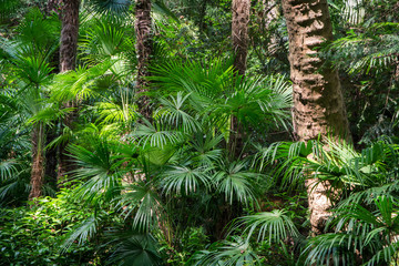 Tropical forest - 162787878