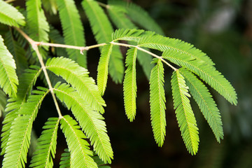 Twig of mimosa plant - 162788011