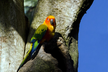 sun conure