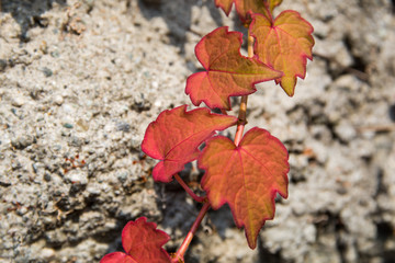 Colorful ivy climbing the rock