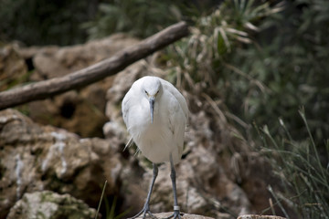 small egret
