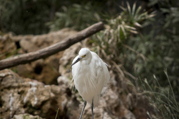 small egret
