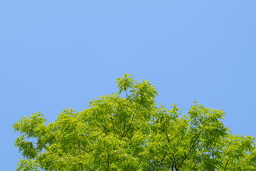 新緑と青空