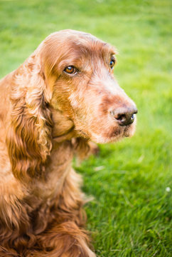 Purebred Irish Setter Dog Canine Pet Laying Down