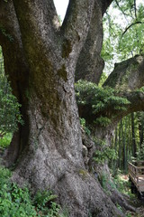 上谷(かみやつ)の大クス、越生町埼玉県日本、樹齢は1000年以上、幹周り15m、高さ30m