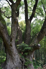 Fototapeta na wymiar 上谷(かみやつ)の大クス、越生町埼玉県日本、樹齢は1000年以上、幹周り15m、高さ30m