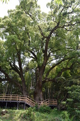 上谷(かみやつ)の大クス、越生町埼玉県日本、樹齢は1000年以上、幹周り15m、高さ30m