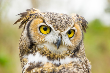 Yellow Eyed Owl 3