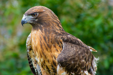 Hawk