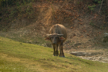 Water Buffalo in a field of Laos