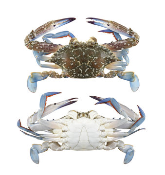 Freshness Blue swimmer crab or Blue manna crab isolated on white background.