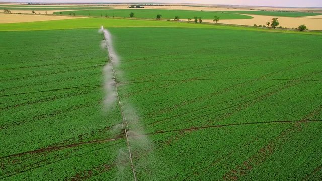Industrial farming. Aerial video footage: Irrigation of a lettuce field in Europe in Summer. Watering and irrigating wheat fields.