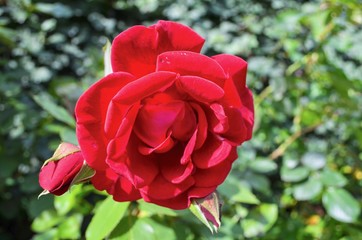 Close-Up View of a Red Rose in a Garden
