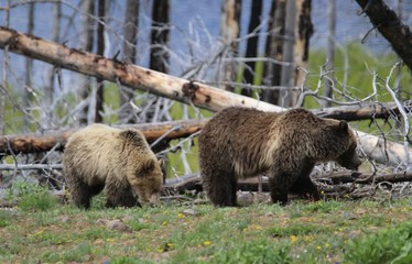 Grizzly sow and cub in southern Yellowstone National Park.  Late Spring.