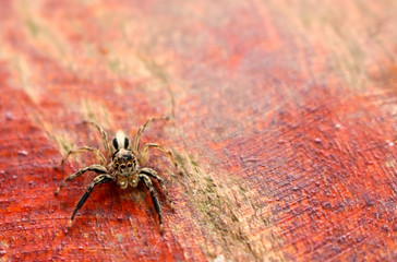 The little colorful spiders collection. 