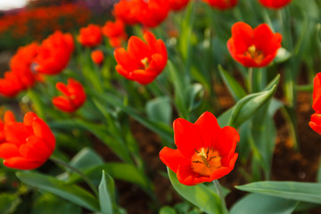 Fototapeta premium Closeup of red tulips in the garden.