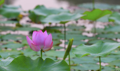 Fototapeta premium Blooming lotus