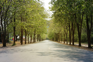 Street and public park and tropical tree in thailand.
