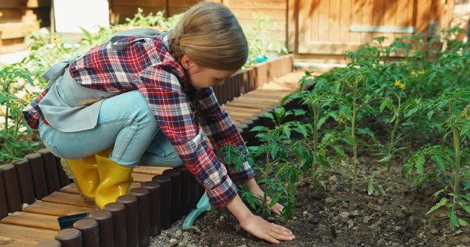 Child planting seedling of tomato in garden and smiling at camera