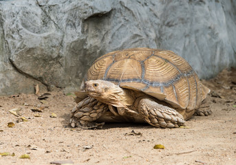 Tortoise walking on floor