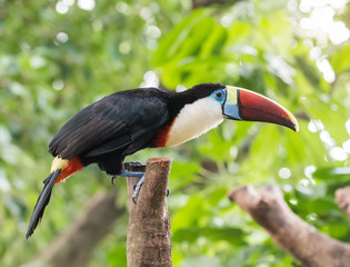 Toucan bird on the forest