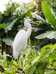 egret Stay in tree