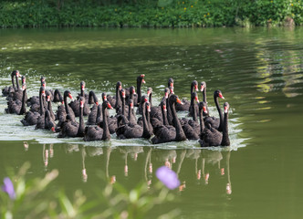 Groupe de cygnes noirs dans un lac.