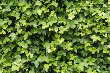 Ivy covered wall. background with green plant