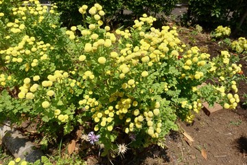 初夏のガーデン