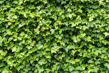 Ivy covered wall. background with green plant