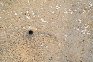 Crab Hole
