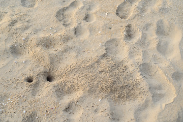 Crab Hole