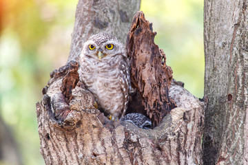 Close up of spotted owlet or athene brama bird.