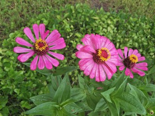 Zinnias seem especially