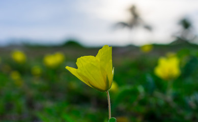 Obraz premium close up of a yellow flower in a grassy field by the beach on a warm summer morning