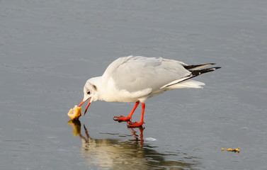 Seagull, pecks bread, against the background of a frozen pond