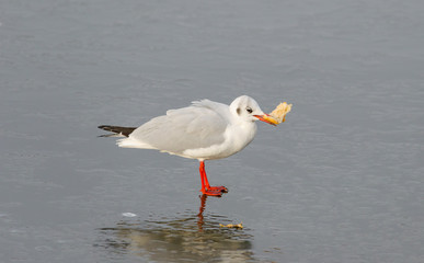Seagull, holding in its beak bread, against the background of a frozen pond