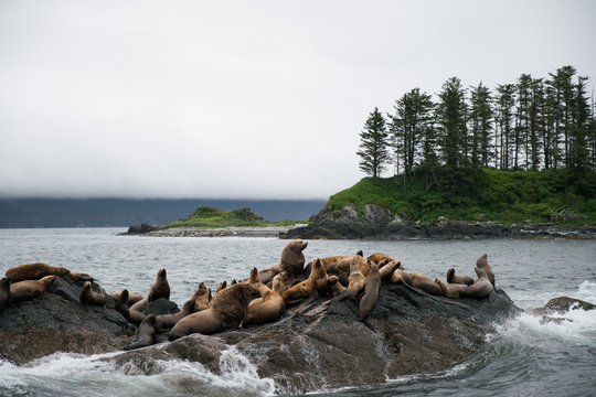 Sea Lions on Rocks