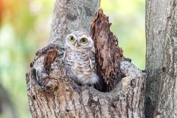 Spotted owlet Athene brama nest in tree hollow.