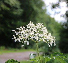 Eine Holunderblüte in der Natur